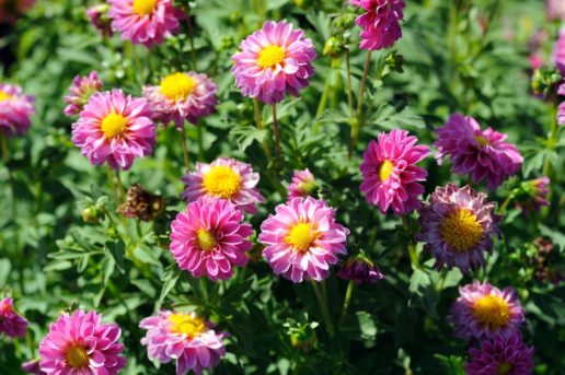 Fête des Plantes et des Poules 15, 16 et 17 avril 2017