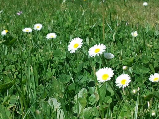 Fête du printemps